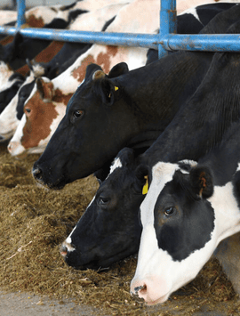 Embouche bovine