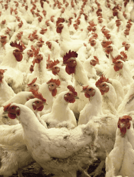 Production de Poulets de chairs