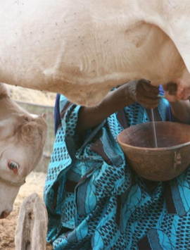 Production de lait