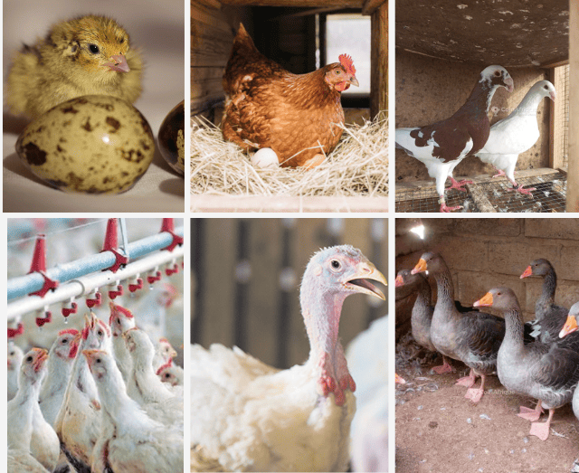 Aviculture