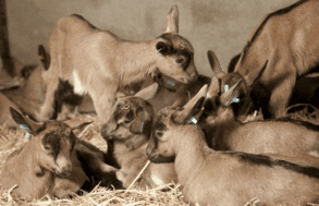 Reproduction